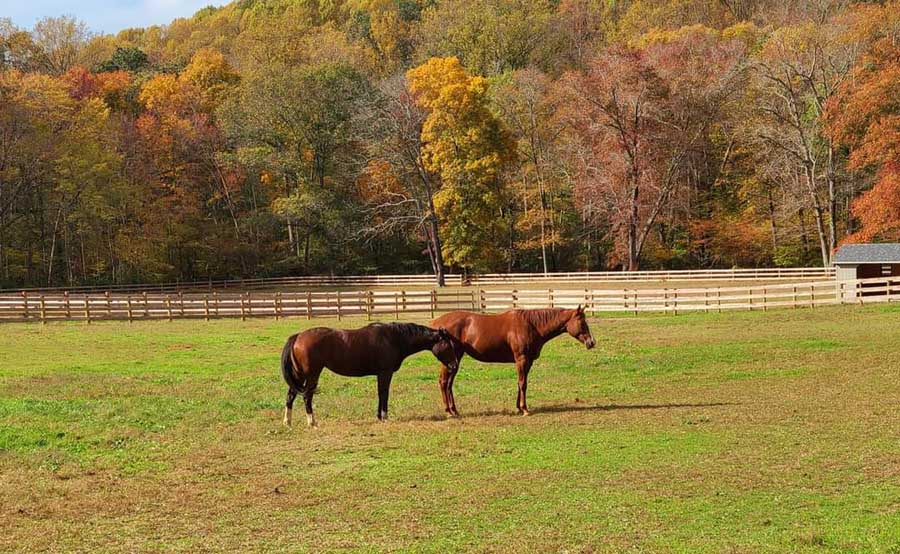 Two horses stand in a grassy pasture with a wooden fence and autumn-colored trees in the background.