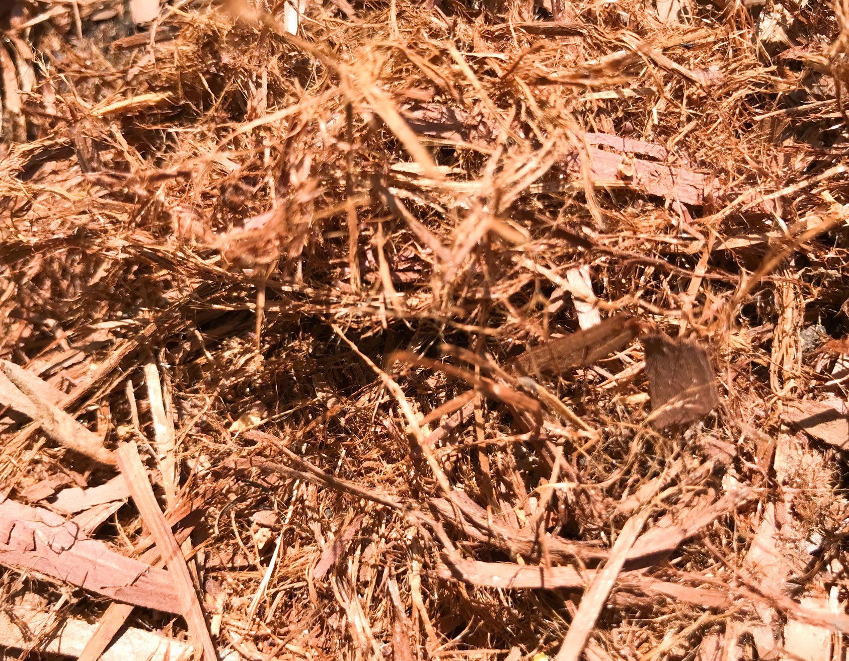 Hoop Pine 1 Hoop Pine 1