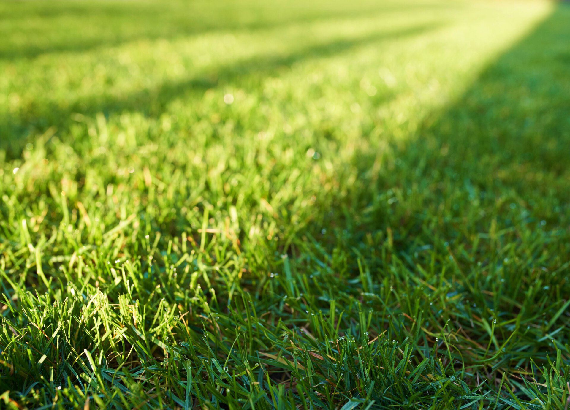 DNA Certified Sir Walter Turf — Currumbin QLD — Currumbin Garden Supplies DNA Certified Sir Walter Turf — Currumbin QLD — Currumbin Garden Supplies