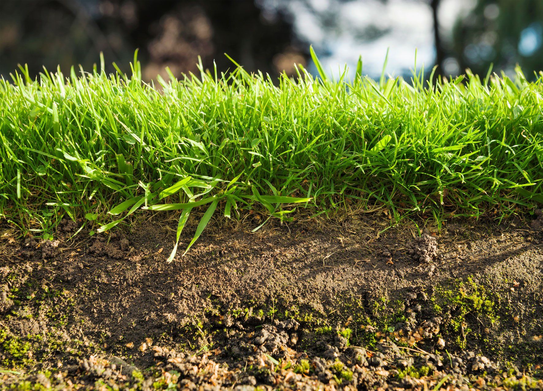 Under Turf Soil — Currumbin QLD — Currumbin Garden Supplies Under Turf Soil — Currumbin QLD — Currumbin Garden Supplies