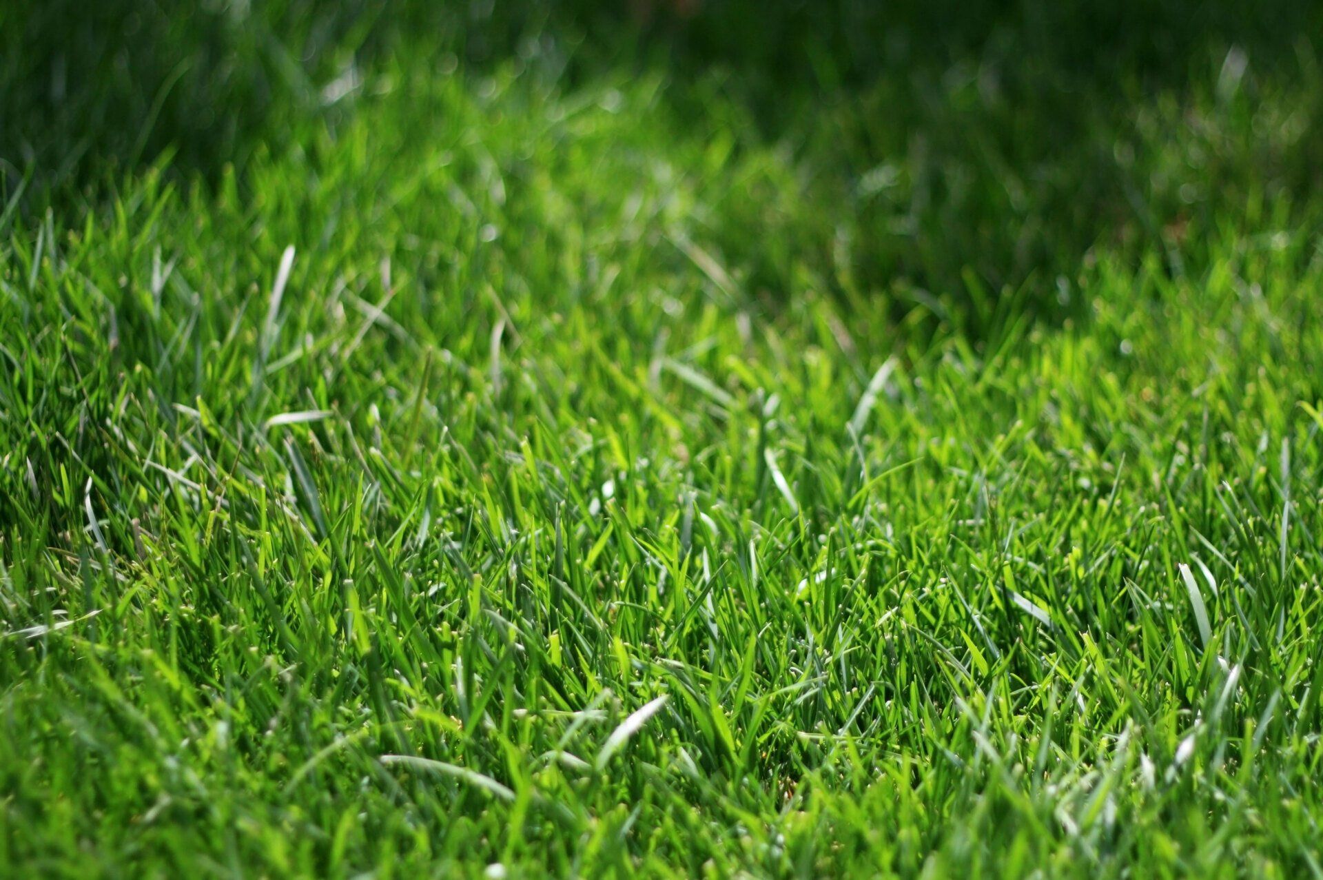 Nullarbor Couch Turf — Currumbin QLD — Currumbin Garden Supplies Nullarbor Couch Turf — Currumbin QLD — Currumbin Garden Supplies