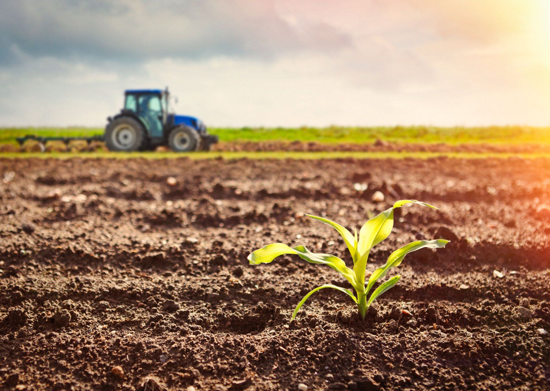 Premium Organic Soil — Currumbin QLD — Currumbin Garden Supplies Premium Organic Soil — Currumbin QLD — Currumbin Garden Supplies