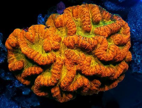 Coral