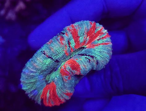 Coral