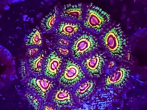 Coral