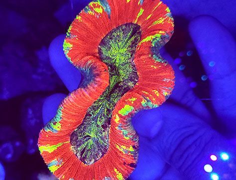 Coral