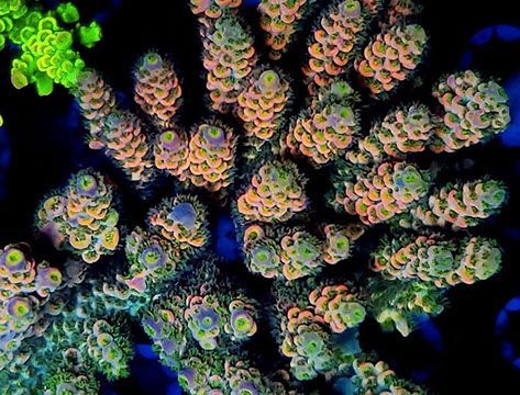 Coral