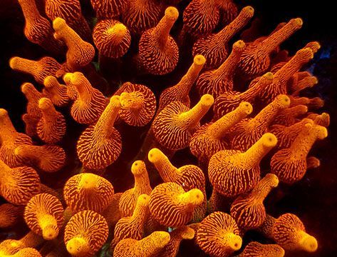 Coral