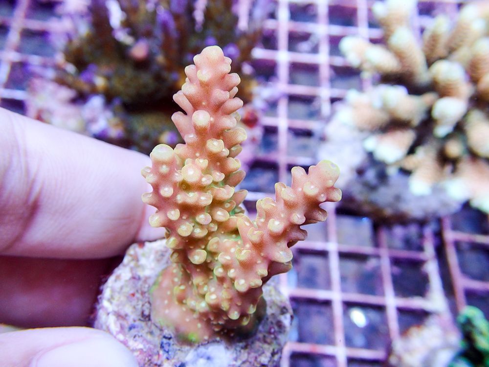 A SPS Frag