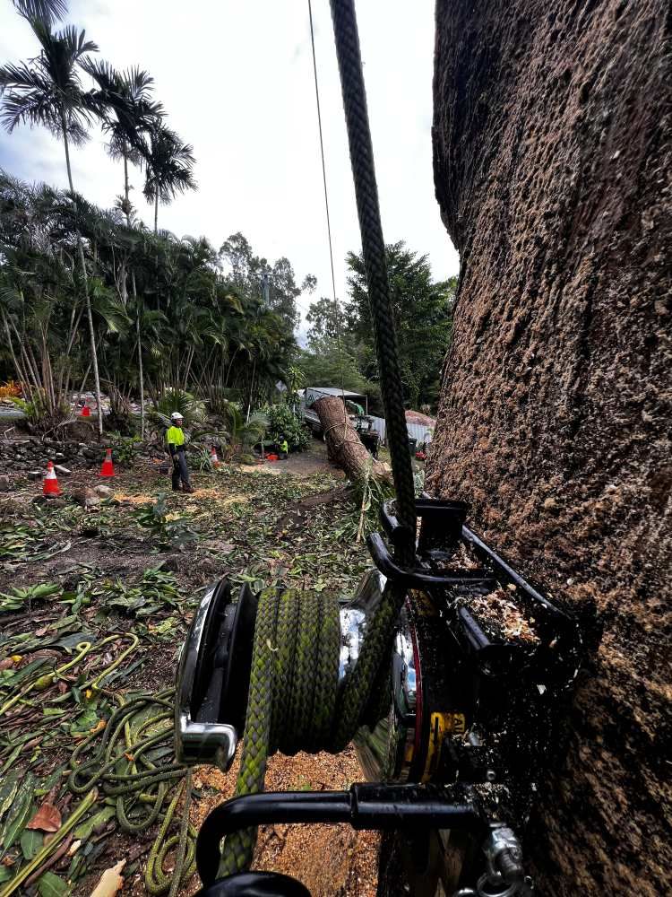 Arborist Cairns | Advanced Vegetation Management