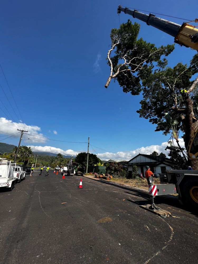 Picture of Tree Removal Cairns | Advanced Vegetation Management