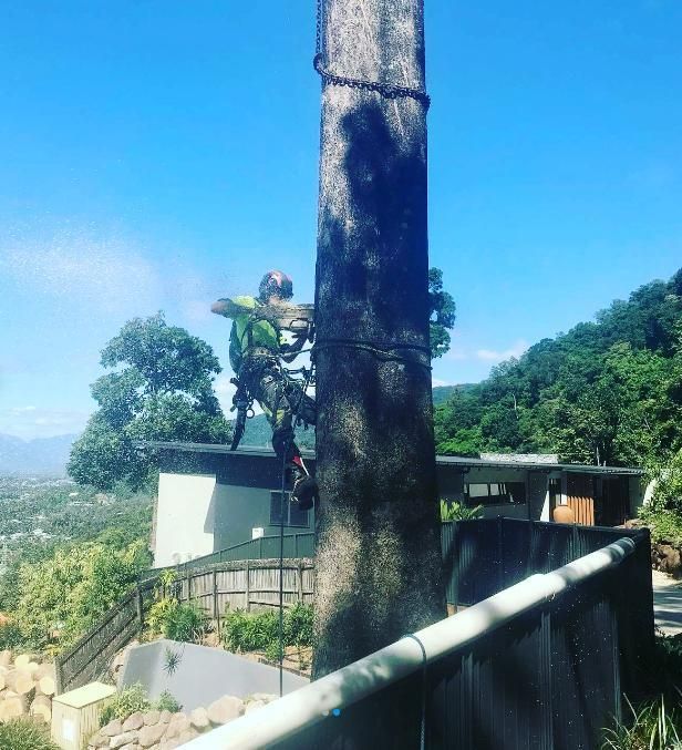 A Man Is Climbing a Tree in Front of A House — Advanced Vegetation Management in Ellis Beach, QLD