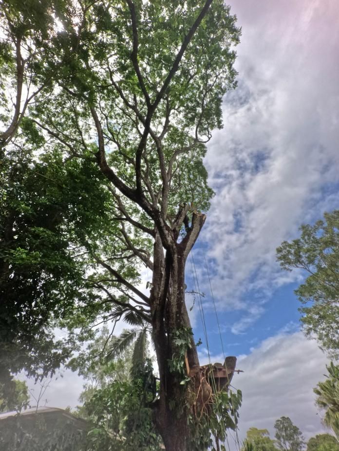 A Large Tree with Lots of Leaves Against a Blue Sky with Clouds — Advanced Vegetation Management in Clifton Beach, QLD