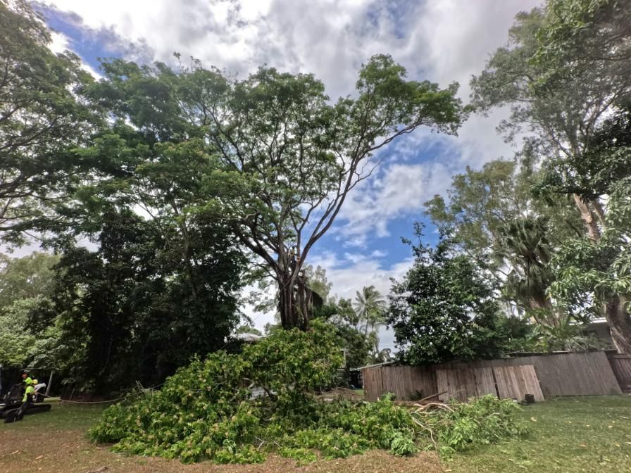 A Large Tree with Lots of Leaves Is in The Middle of A Yard — Advanced Vegetation Management in Trinity Beach, QLD