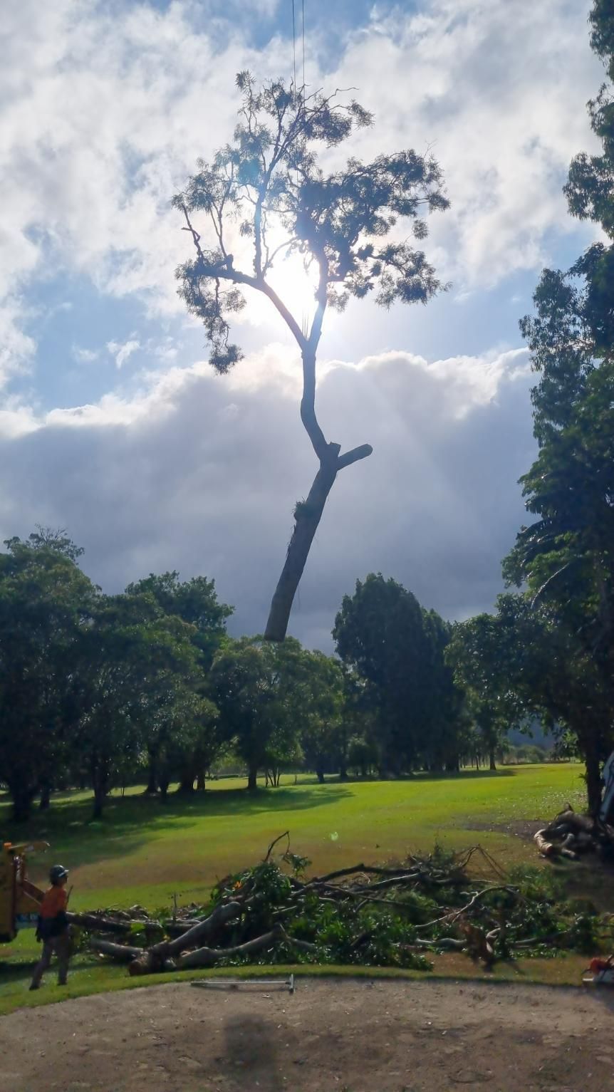 A Tree Is Being Cut Down in A Park with A Crane — Advanced Vegetation Management in Kewarra Beach, QLD