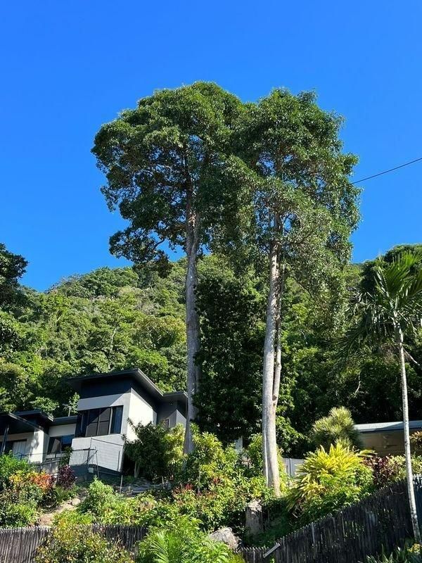 A House Is Surrounded by Trees and Bushes on A Hillside — Advanced Vegetation Management in Yorkeys Knob, QLD