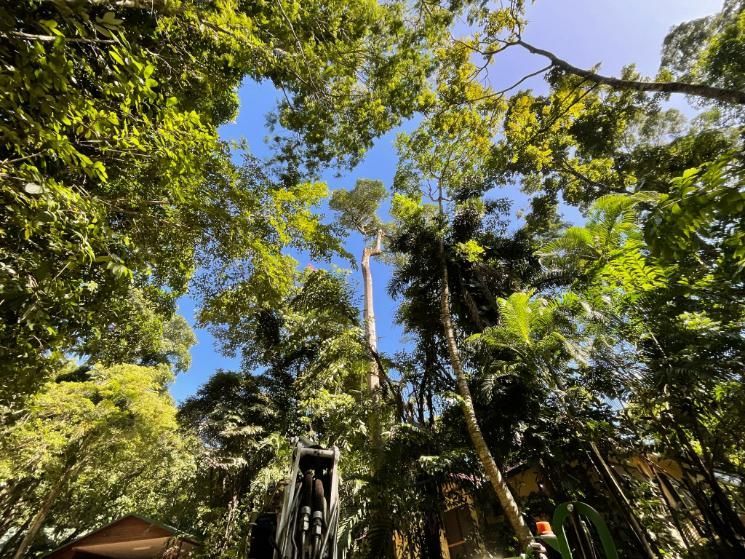 A Man Is Cutting a Tree with A Crane in The Woods — Advanced Vegetation Management in Port Douglas, QLD
