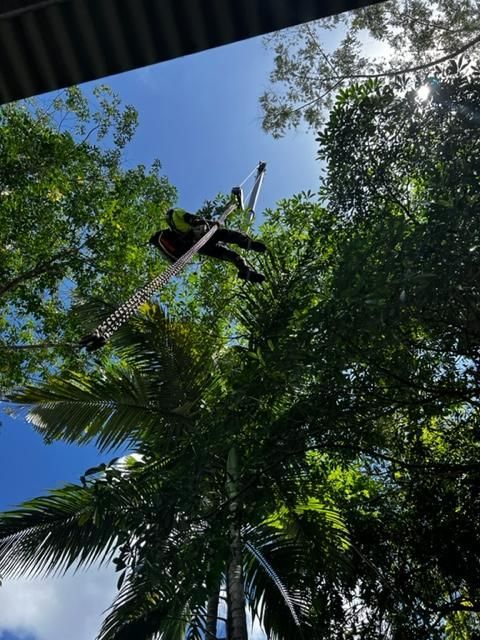 Looking up At a Palm Tree with A Blue Sky in The Background — Advanced Vegetation Management in Holloway's Beach, QLD