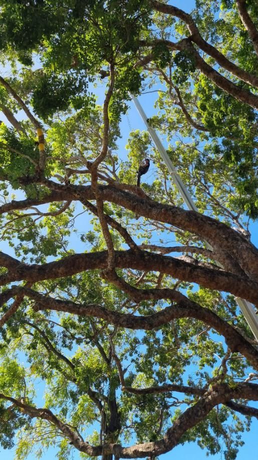 Looking up At a Tree with Lots of Branches and Leaves — Advanced Vegetation Management in Manunda, QLD