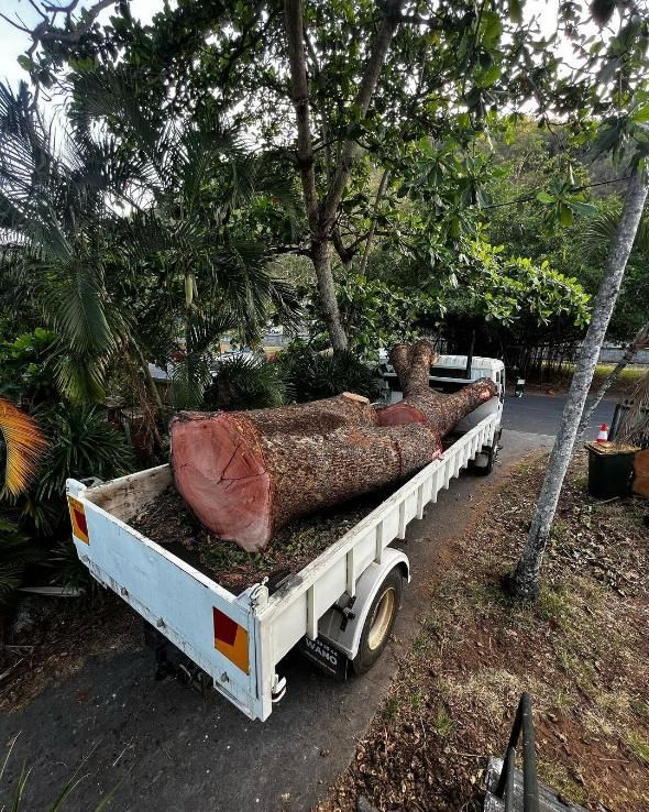 A Large Log Is Sitting on The Back of A Truck — Advanced Vegetation Management in Cairns City, QLD