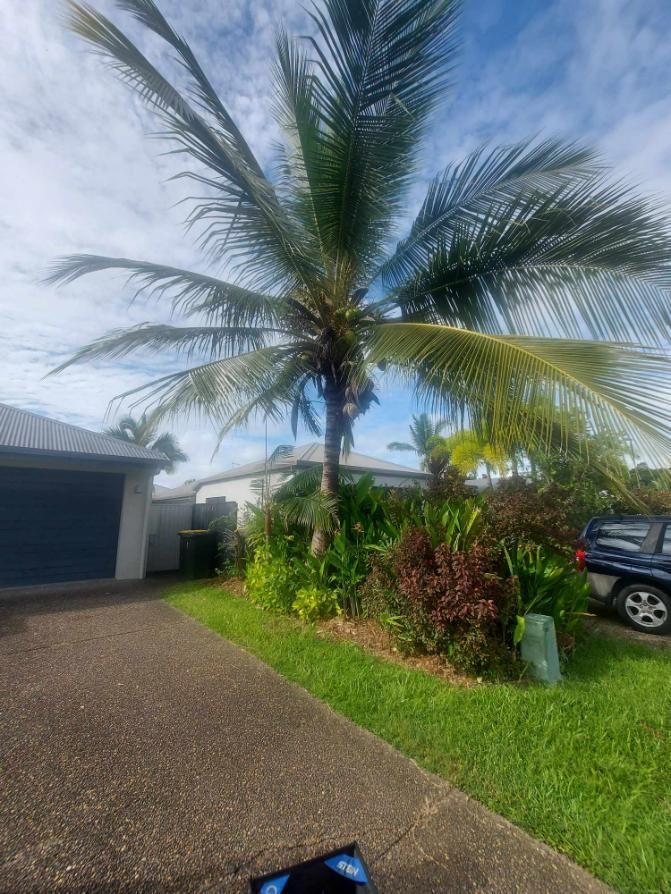 A Palm Tree Is Blowing in The Wind in Front of A House — Advanced Vegetation Management in Bungalow, QLD