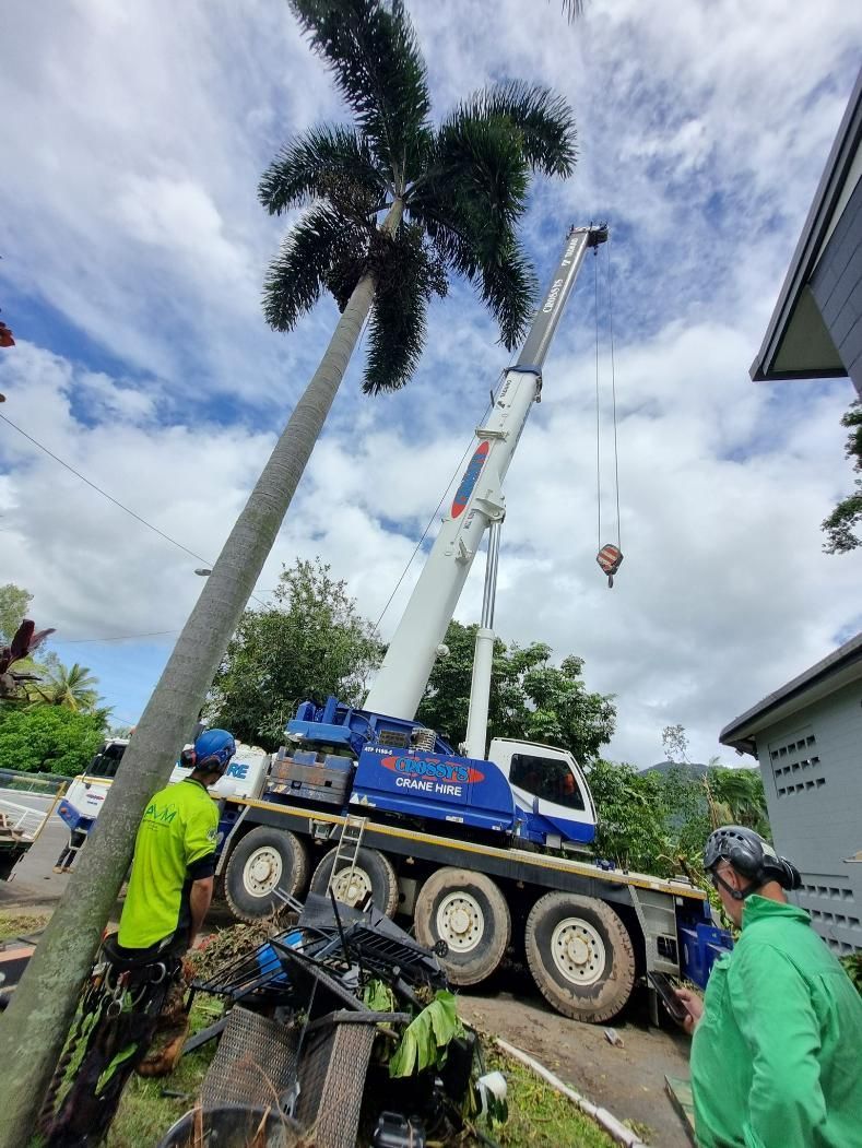 A Crane Is Lifting a Palm Tree in Front of A House — Advanced Vegetation Management in Bentley Park, QLD