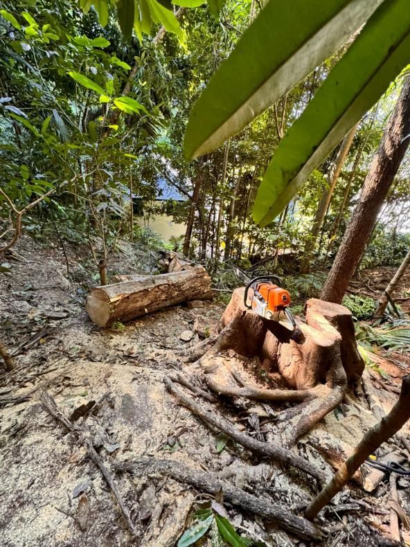 A Person Is Cutting a Tree in The Woods with A Chainsaw — Advanced Vegetation Management in Edmonton, QLD