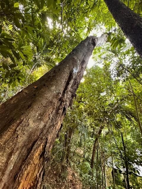 Looking up At a Tree in A Forest with Lots of Leaves — Advanced Vegetation Management in Gordonvale, QLD