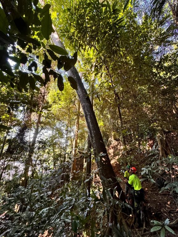 A Man Is Walking Through a Lush Green Forest — Advanced Vegetation Management in Freshwater, QLD