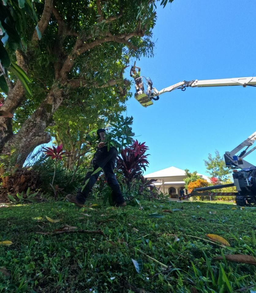 A Man Is Cutting a Tree with A Crane — Advanced Vegetation Management in Edge Hill, QLD