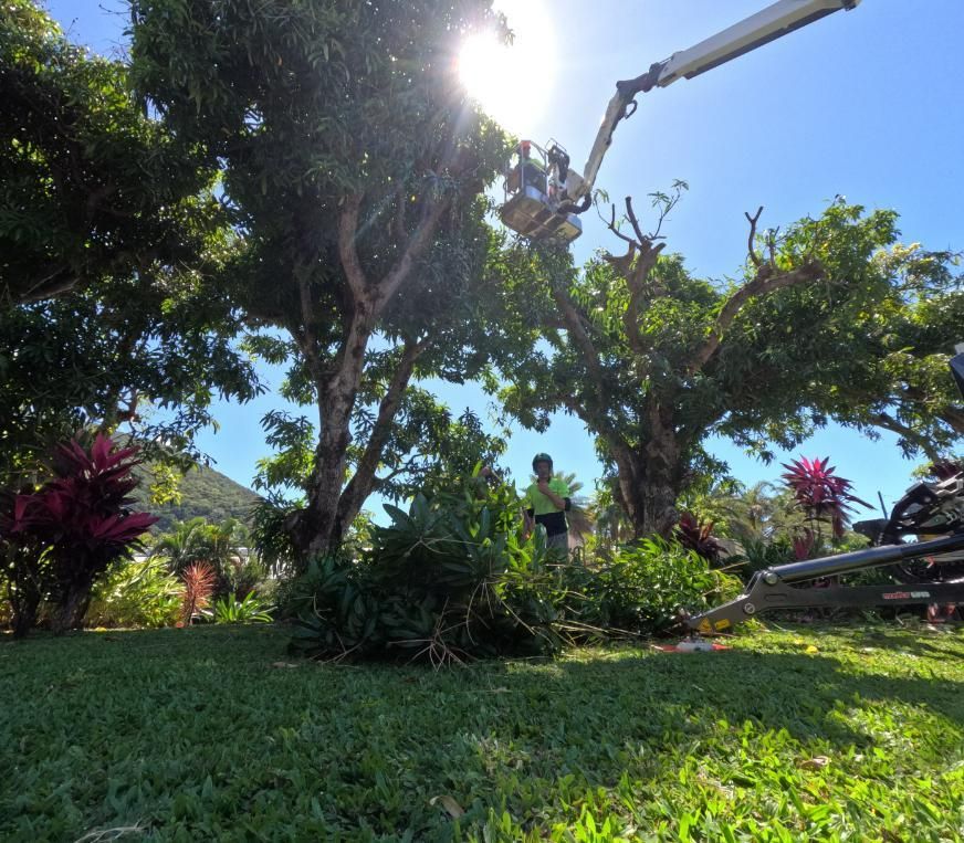 A Man Is Cutting a Tree with A Crane — Advanced Vegetation Management in Edmonton, QLD