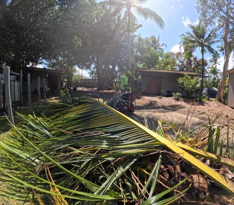 A Bunch of Palm Leaves Are Laying on The Ground — Advanced Vegetation Management in Parramatta Park, QLD