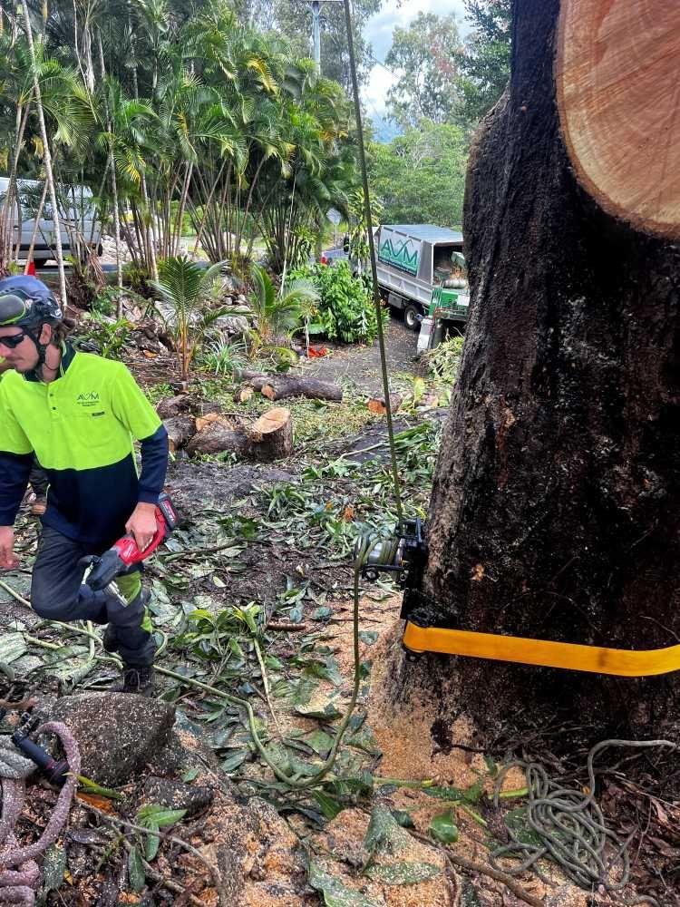 A Man is Cutting Down a Tree With a Chainsaw — Advanced Vegetation Management in Stratford, QLD