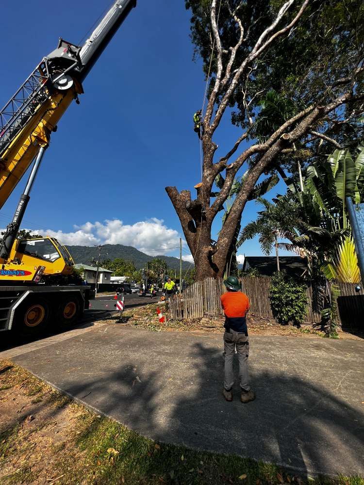 A Man is Standing in Front of a Crane That is Lifting a Tree — Advanced Vegetation Management in Gordonvale, QLD