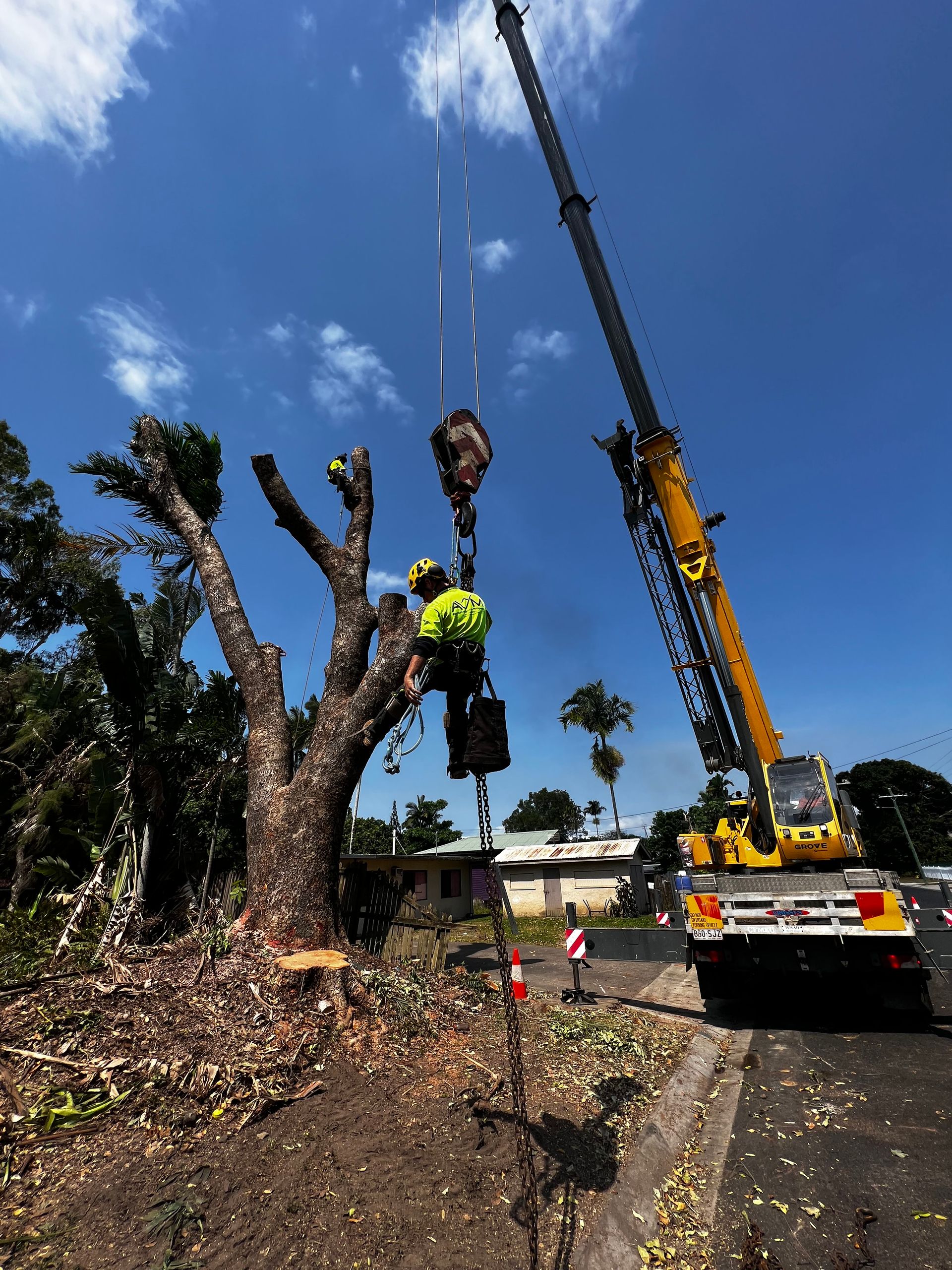 A Man In a Tree with A Chainsaw — Advanced Vegetation Management in Stratford, QLD