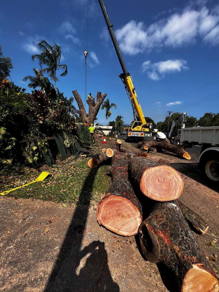 A Crane is Cutting Down a Tree on the Side of the Road — Advanced Vegetation Management in Brinsmead, QLD