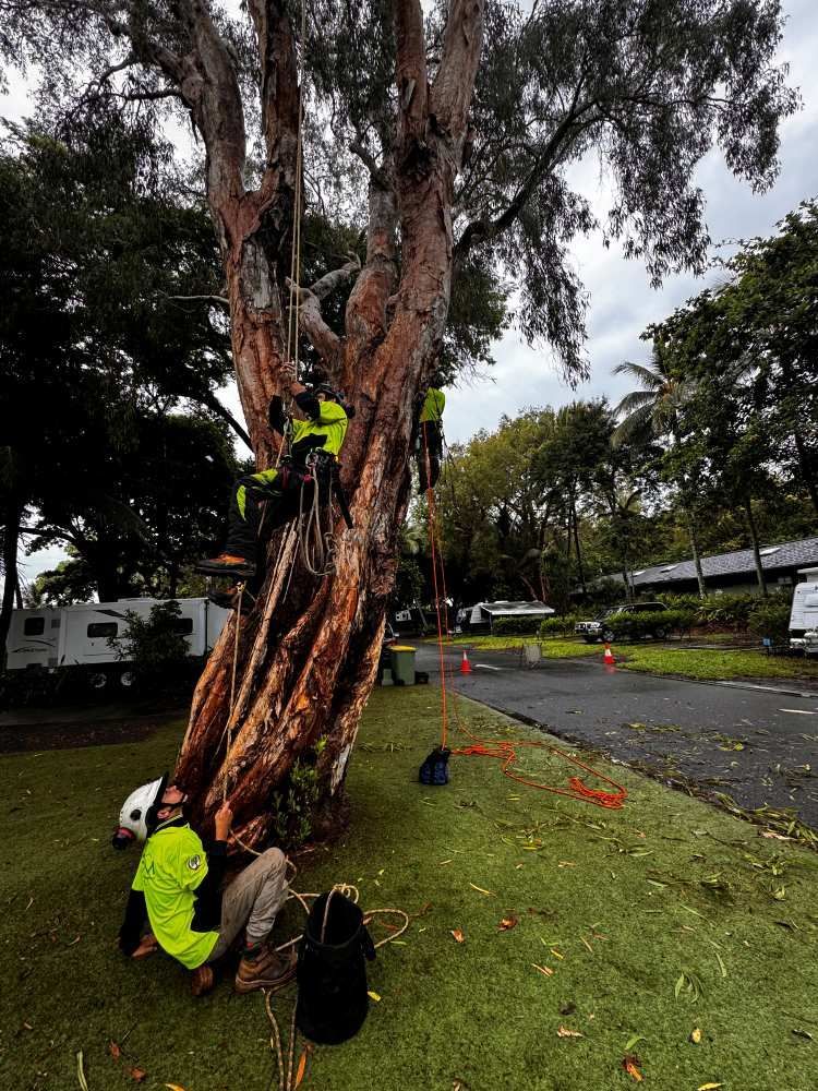A Man is Sitting Under a Tree in a Park — Advanced Vegetation Management in Trinity Beach, QLD
