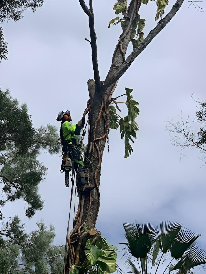 A Man Is Climbing a Tree with A Chainsaw — Advanced Vegetation Management in Holloway's Beach, QLD