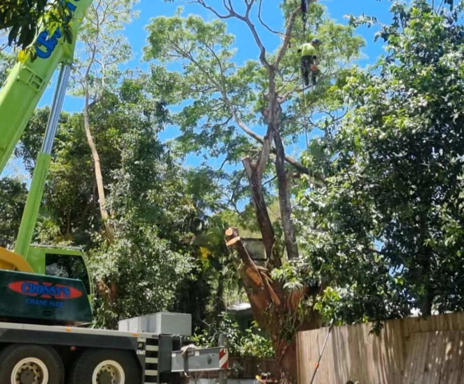 A Man Is Climbing a Tree with A Crane in The Background — Advanced Vegetation Management in Bayview Heights, QLD