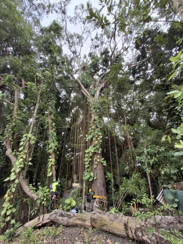 A Large Tree in The Middle of A Forest with Lots of Branches and Leaves — Advanced Vegetation Management in Brinsmead, QLD
