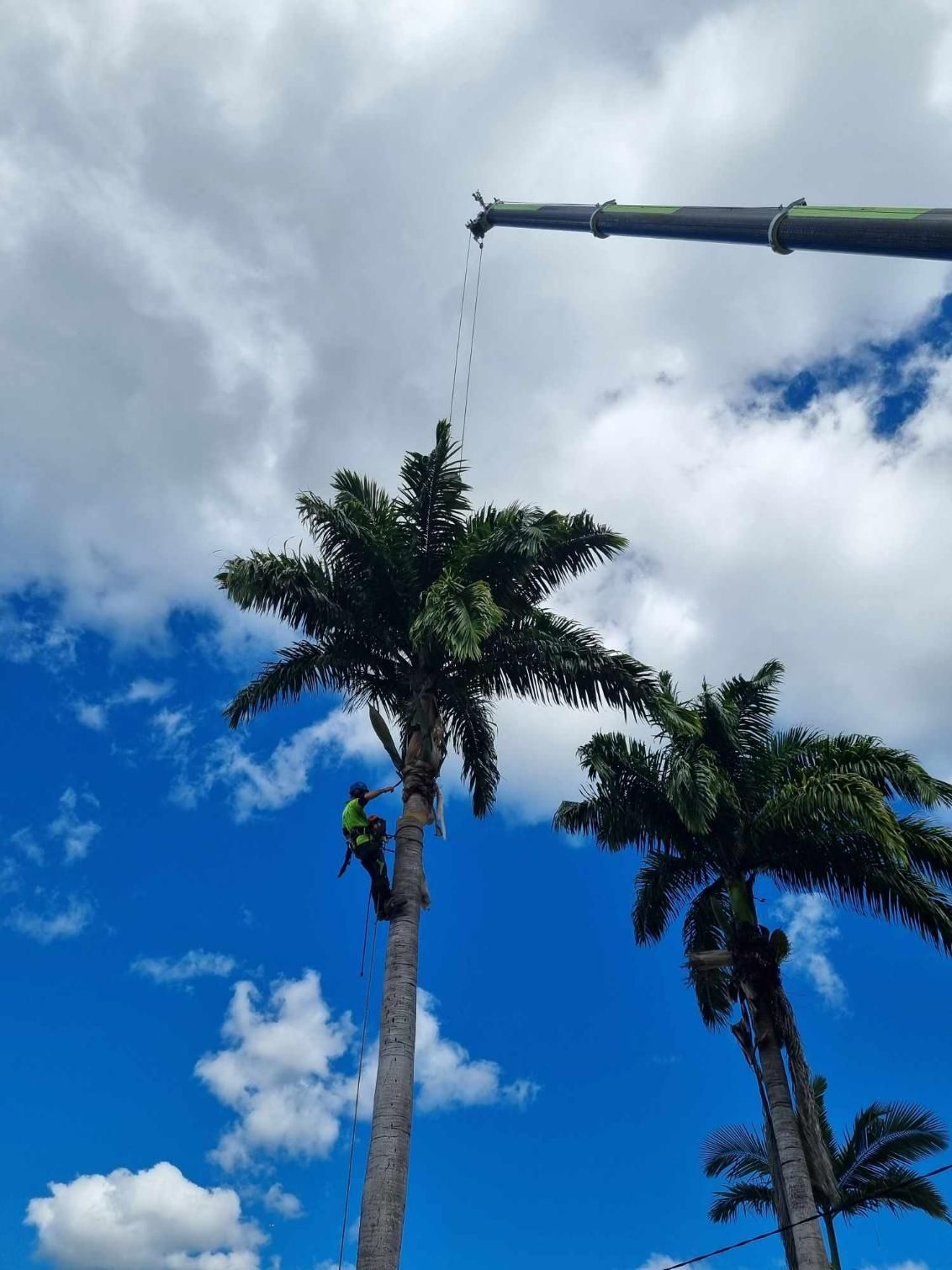 Fpalm Tree Rescue Arborist Cairns | Advanced Vegetation Management