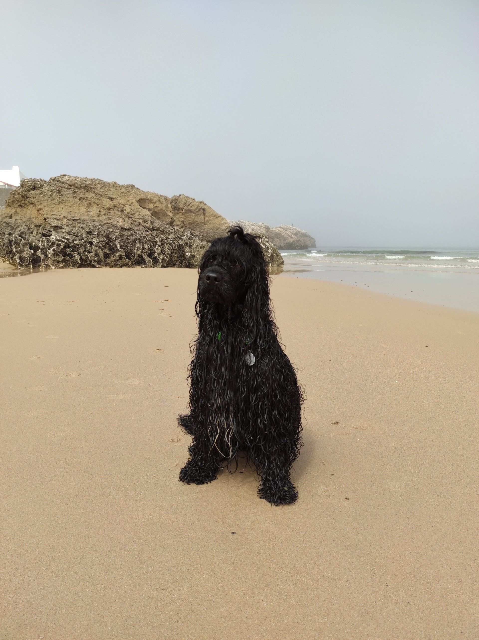 Farolo lll cão de água português