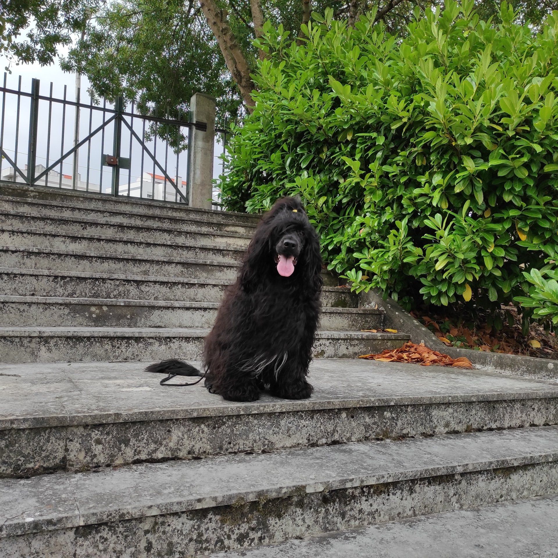 Farol lll cão de água português
