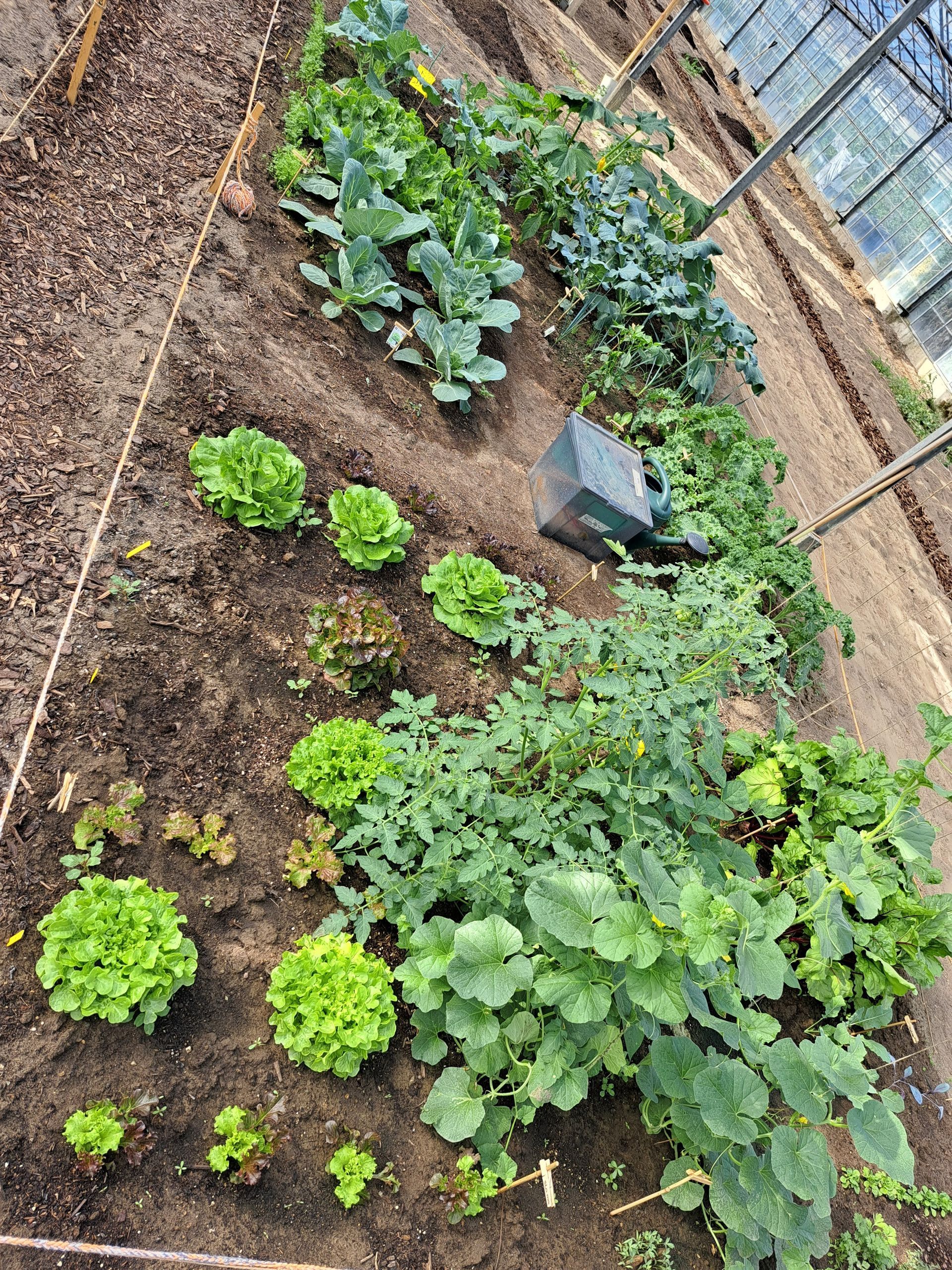 Een moestuin met rijen bladgroenten, waaronder sla en broccoli, die in een kas worden geteeld.