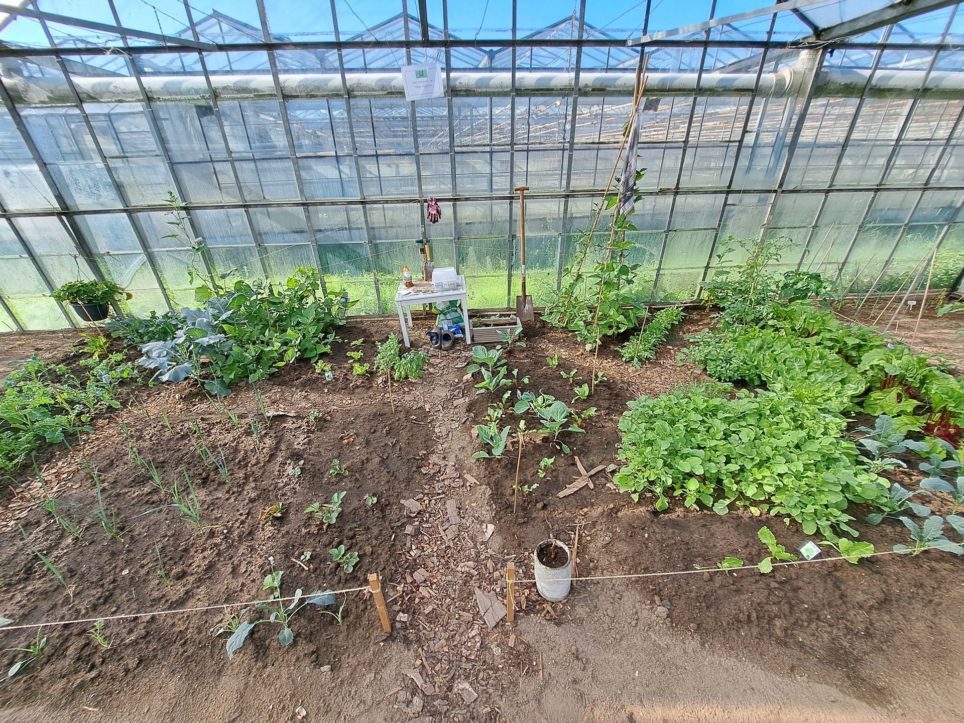 In een kas groeien diverse groenten in tuinbedden.