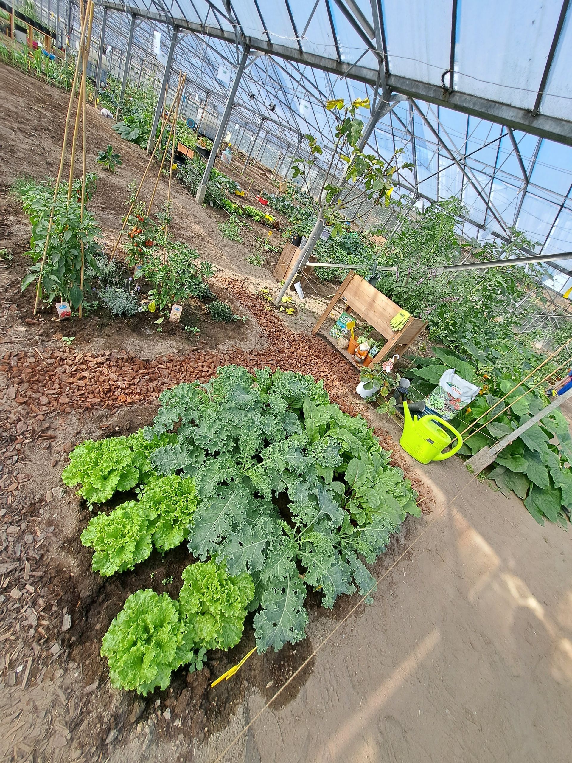 Kas met rijen groeiende planten, waaronder sla en boerenkool.