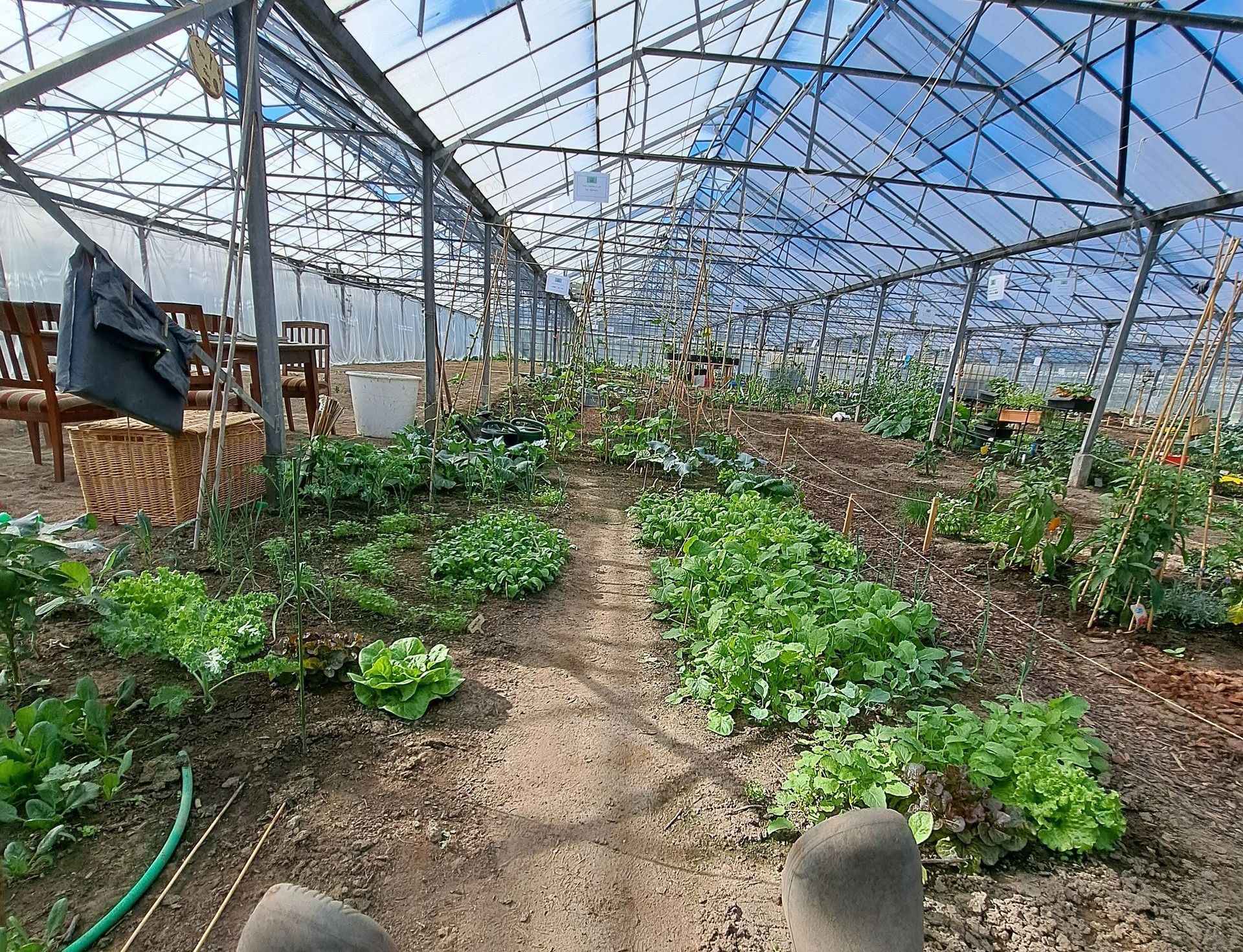 Interieur van een kas met rijen groeiende groenten. Zonlicht stroomt door het transparante dak.