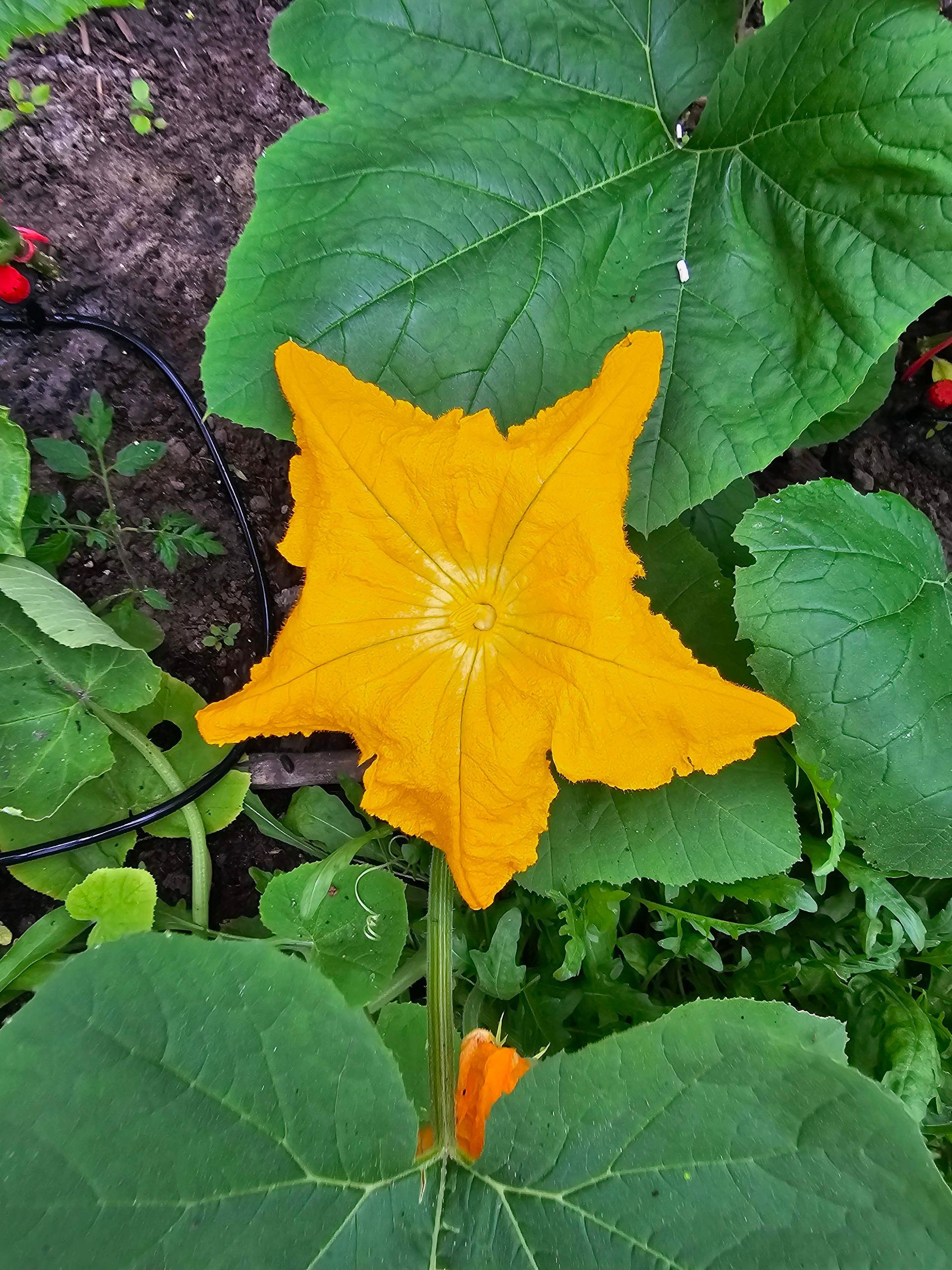 Een felgele pompoenbloem met groene bladeren in een tuinomgeving.