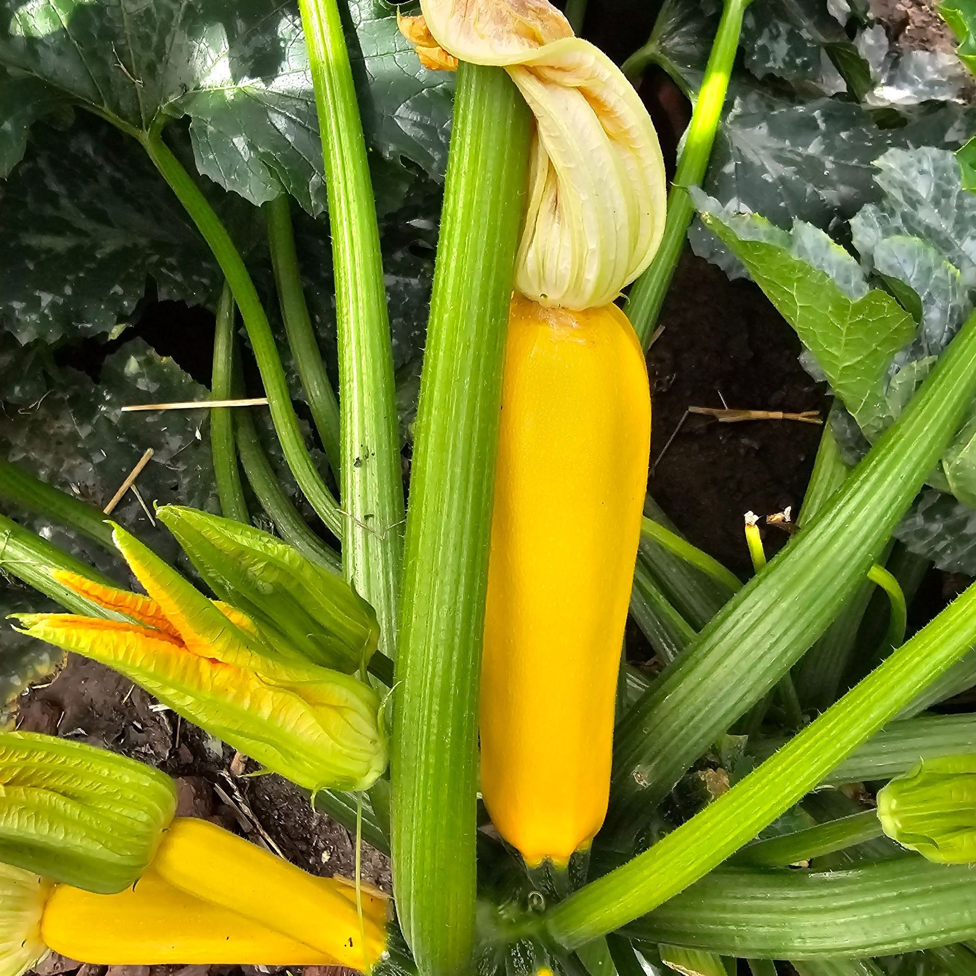 Gele pompoen die groeit aan een pompoenplant, met groene bladeren en gele bloesems.