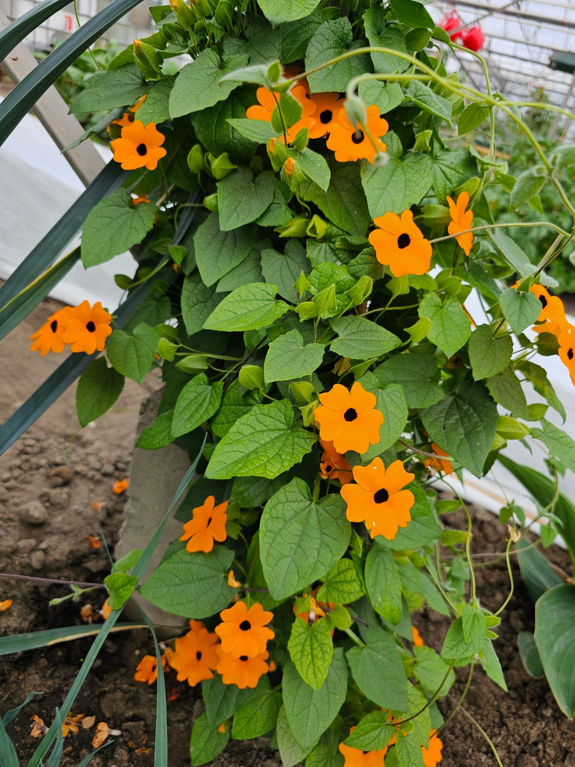 Een oranje Rudbeckia-klimplant die tegen een pilaar omhoog klimt, met groene bladeren en feloranje bloemen.